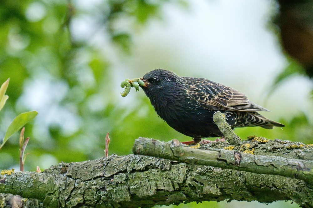 stary sad_spacek obecny krmi mladata_Miloslav Anderle